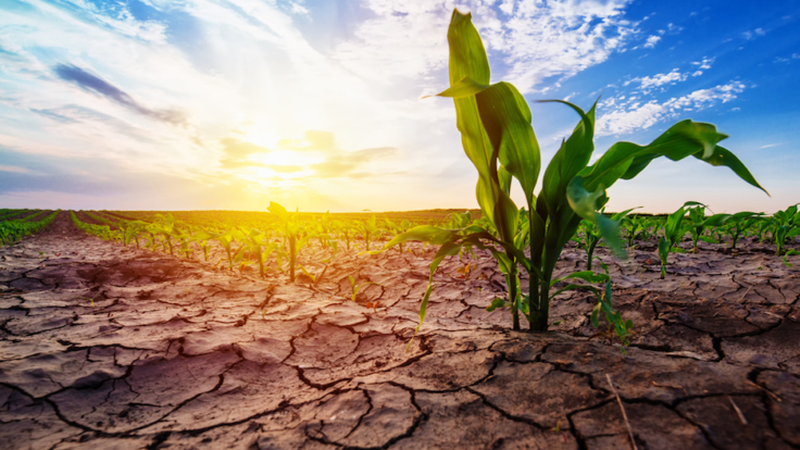 water scarcity agriculture trade.jpg