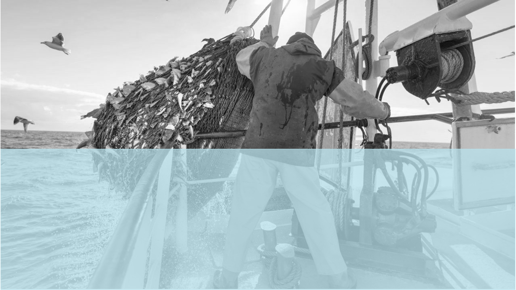 WTO Fisheries Subsidies