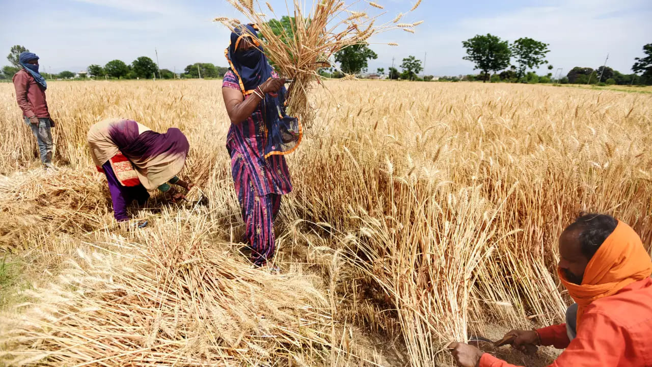 Barnes India Food Shortage