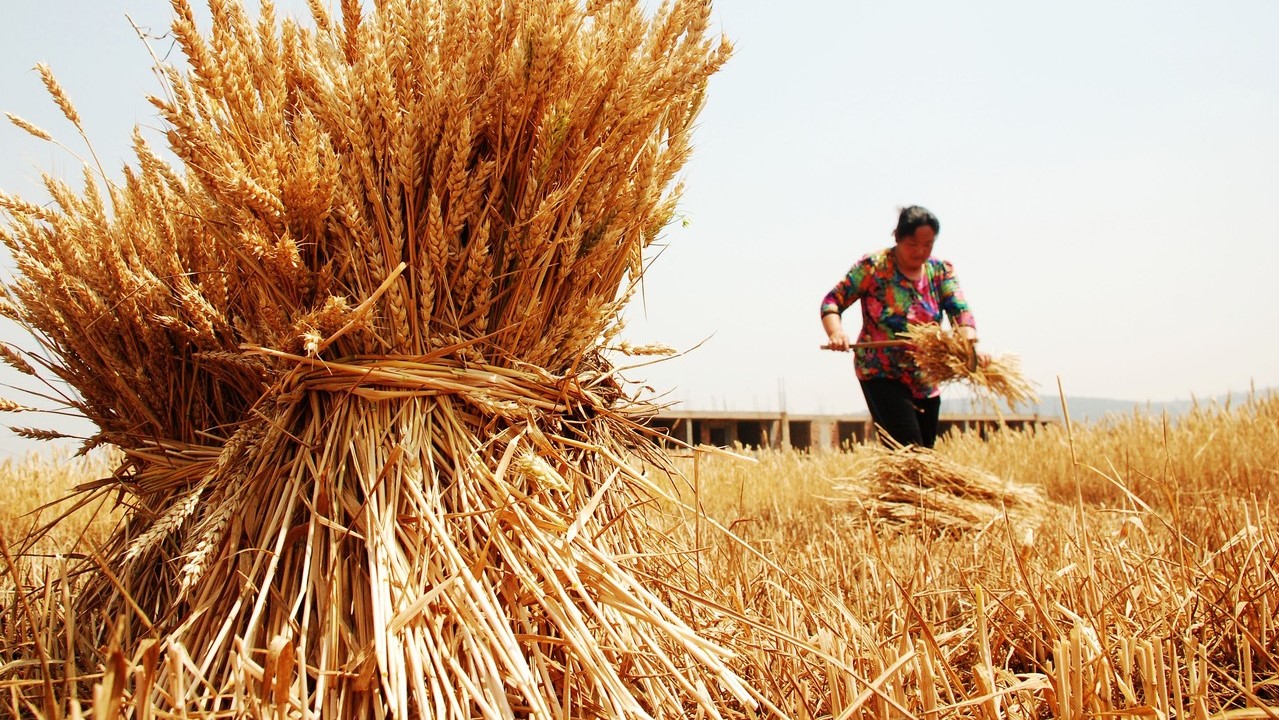 China's Food Security Andrea Durkin