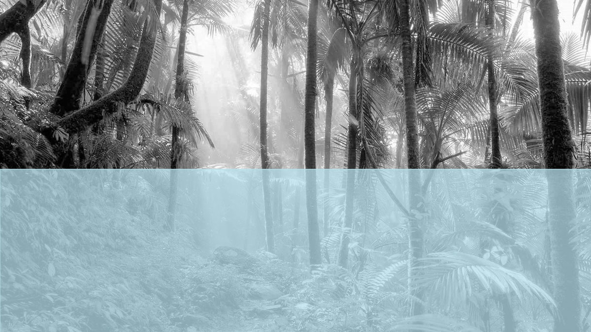 Manila Times Carbon Contrivances
