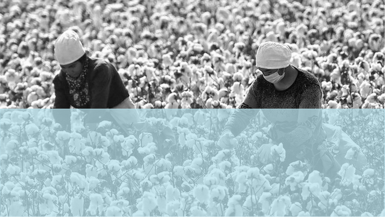 Xinjiang Cotton