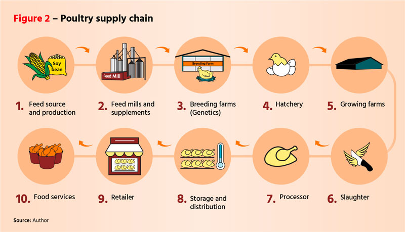 Figure 2: Poultry supply chain